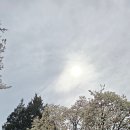 가산수피아 | 칠곡 가산수피아 벚꽃 명소 무료입장 후기｜가산CC 벚꽃터널까지 추천 코스