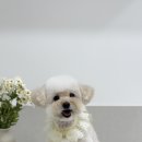 땡큐 펫 살롱 이미지