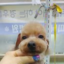 피닉스애견미용 이미지