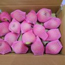 [공지] 청송 황금사과(시나 노 골드) 직거래 판매 중 -무제초제,초생재배,저탄소인증 사과