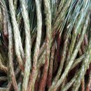 솔잎농장 이미지