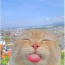 용용죽겠지 이미지