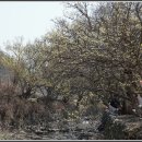 또하나의 봄 화원, 의성의 산수유마을 이미지
