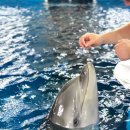 울산광역시남구도시관리공단(장생포고래생태체험관) 이미지