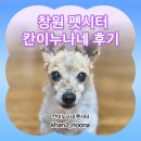 도그비잉 펫케어 | 창원 마산 펫시터 설날 연휴 미리 예약중! 다묘다견 안심케어 삼둥이들 케어후기
