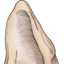 조앤박동물병원 이미지