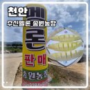 사창천 | 천안 수신메론 송원농장 찐맛집 방문 후기 먹는방법