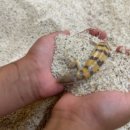 [여주] 아이 눈이 반짝이는 실내 이색 체험, '여주곤충박물관' 방문 및 장수풍뎅이 입양 후기