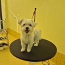 허니도그 이미지