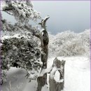 안성리-12 Daum카페