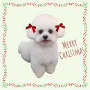 허니애견 이미지