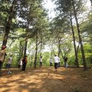 치유의 숲 이미지