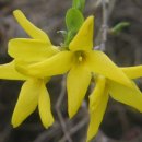 개나리주유소 이미지