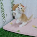 행복한고양이 - 고양시 일산동구 무궁화로 32-21 | 고양이와의 행복한 만남! 설레는 광진고양이분양 후기 😊