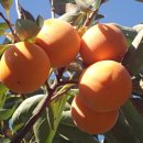 화평농장 이미지