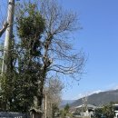 소소 | 후쿠오카 근교 버스 투어 - 얼리유후인 [소소투어] 내돈내산 후기