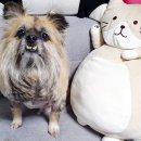 러블리하개 이미지