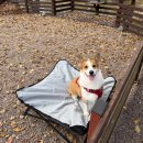 인제자연학교 캠핑장 | 인제 [반디하우스 애견캠핑장] 3구역 내돈내산 후기