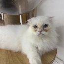 냥이는꿀꿀 네이버블로그