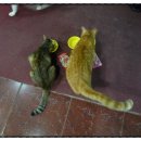 마성의냥이