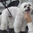 김언니 펫살롱 | 서울 광진구애견미용학원 국비보다 협회지원을 선택하는 이유