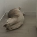 유마이 | 퇴사>고양이>상해>강아지>?