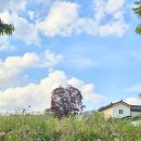 청사초롱 | 서울삼청동가볼만한곳 삼청정독길 청사초롱 축제 저잣거리 후기 #내돈내산