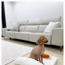 마더스펫 네이버블로그