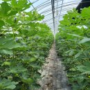 유기농마을 이미지