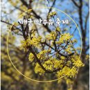 산수유축제장 | 제8회 양평 개군 봄 맞이 산수유 축제 아이랑 가볼만한곳 솔직후기