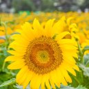 축제의 물결 네이버블로그