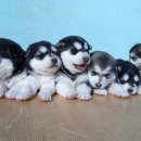 대구,,골든 리트리버 +말라뮤트 ,블랙+화이트45일생 이분아가들 분양합니다 이미지