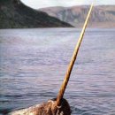 일각고래 (일각수 ; Narwhal) 이미지