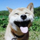 웃으면복이와요 Daum카페
