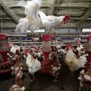 부리농장 이미지