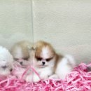 더케이펫 강아지분양 이미지