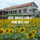 피기인아트미술학원 | 경주 해바라기명소 포토존 로드100 26.7월 개화상황