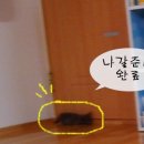 운남동물병원 이미지