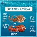 홍게킹 이미지
