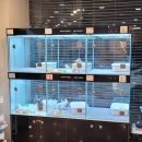 아담스펫강아지&가필드고양이 이미지