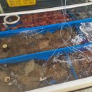가진활어회센터 | [ 고성맛집 ] 고성하면 물회지!! 가진항 회센터 6호집 가원다랑횟집 + 에이프레임 카페 방문 후기