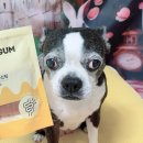 덴탈포스 이미지