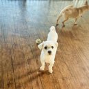 엘제이펫 이미지