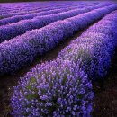 갤러리아의원 이미지