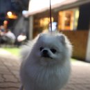 폴인퍼피 이미지