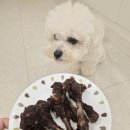 수제미트 | 강아지 수제간식 리얼미트 오리봉 후기, 국내산 오리고기로 만든 간식
