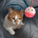 고양이 치아흡수성병변 3탄 발치 후 식사, 주의점과 회복 기간