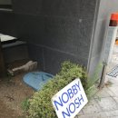 나비노쉬