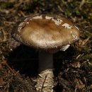 삐삐키즈풀빌라 이미지