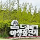 아라파크 | [김포] 드림파크 야생화 공원. 주말 아이와 나들이 후기(ft. 아라뱃길 검암 대복 국수)